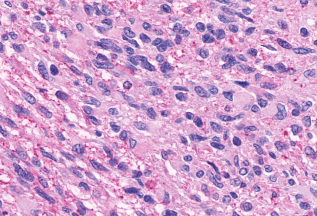 NPFF2 Antibody in Immunohistochemistry (Paraffin) (IHC (P))
