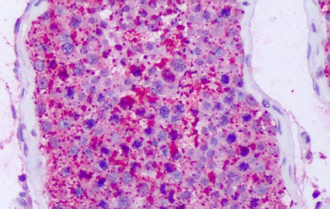 NPFF2 Antibody in Immunohistochemistry (Paraffin) (IHC (P))