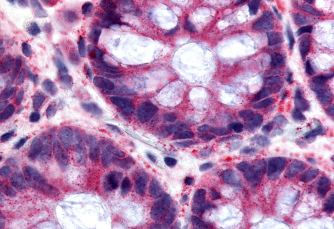 GPR120 Antibody in Immunohistochemistry (Paraffin) (IHC (P))