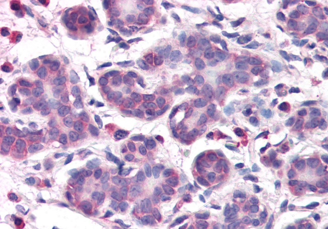 OSTC Antibody in Immunohistochemistry (Paraffin) (IHC (P))