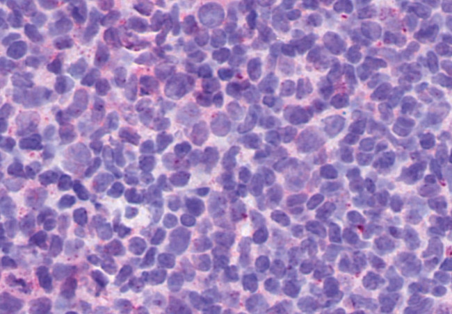 P2Y13 Antibody in Immunohistochemistry (Paraffin) (IHC (P))