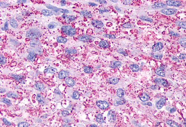 P2Y13 Antibody in Immunohistochemistry (Paraffin) (IHC (P))