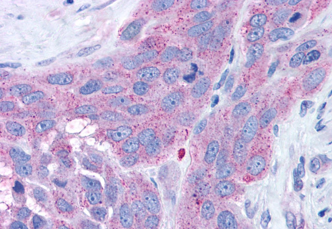 NPY4R Antibody in Immunohistochemistry (Paraffin) (IHC (P))