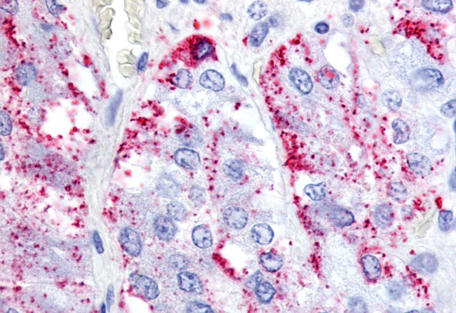 LGR7 Antibody in Immunohistochemistry (Paraffin) (IHC (P))