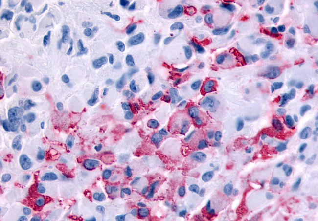 RXFP2 Antibody in Immunohistochemistry (Paraffin) (IHC (P))