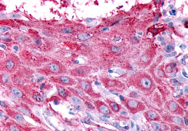 RXFP2 Antibody in Immunohistochemistry (Paraffin) (IHC (P))