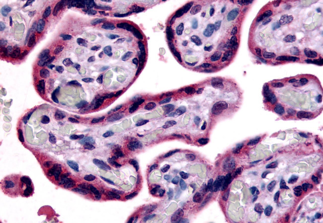 SLC7A5 Antibody in Immunohistochemistry (Paraffin) (IHC (P))