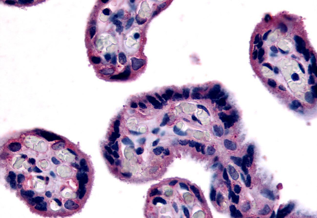 SLC7A5 Antibody in Immunohistochemistry (Paraffin) (IHC (P))