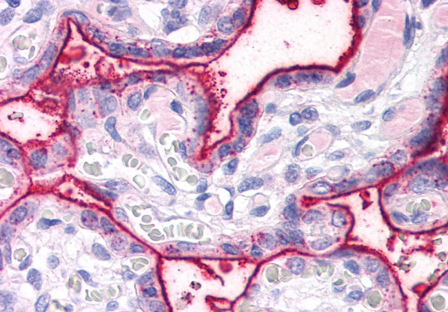 SURF4 Antibody in Immunohistochemistry (Paraffin) (IHC (P))