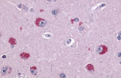 TAAR1 Antibody in Immunohistochemistry (Paraffin) (IHC (P))