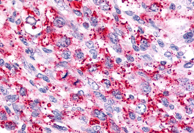 TAAR6 Antibody in Immunohistochemistry (Paraffin) (IHC (P))