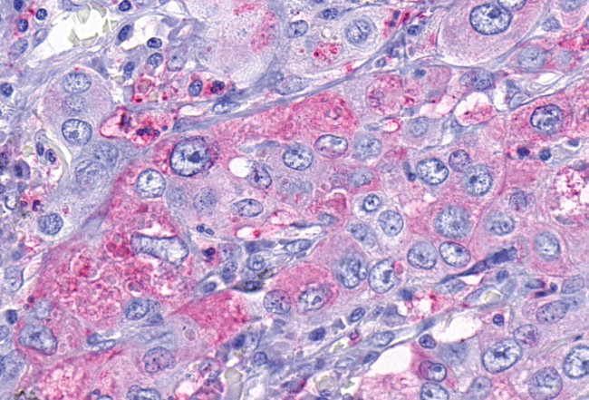 TAAR9 Antibody in Immunohistochemistry (Paraffin) (IHC (P))