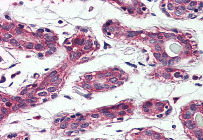 TAOK1 Antibody in Immunohistochemistry (Paraffin) (IHC (P))