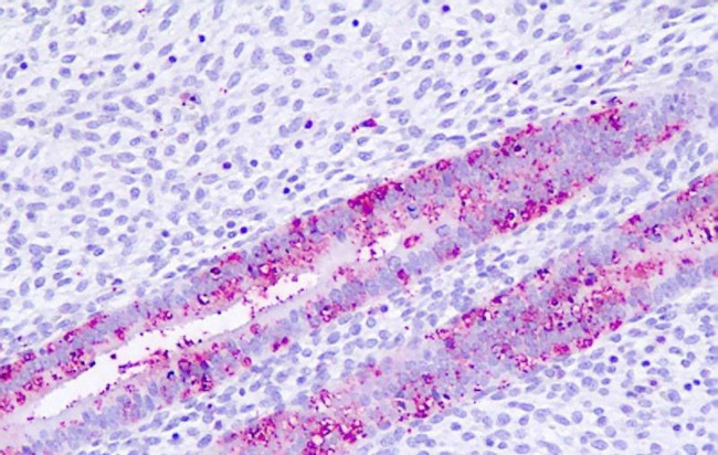 TGR5 Antibody in Immunohistochemistry (Paraffin) (IHC (P))
