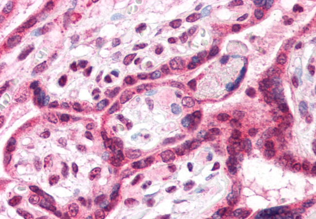TM9SF4 Antibody in Immunohistochemistry (Paraffin) (IHC (P))