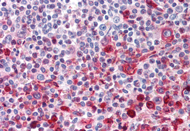 WNT16 Antibody in Immunohistochemistry (Paraffin) (IHC (P))