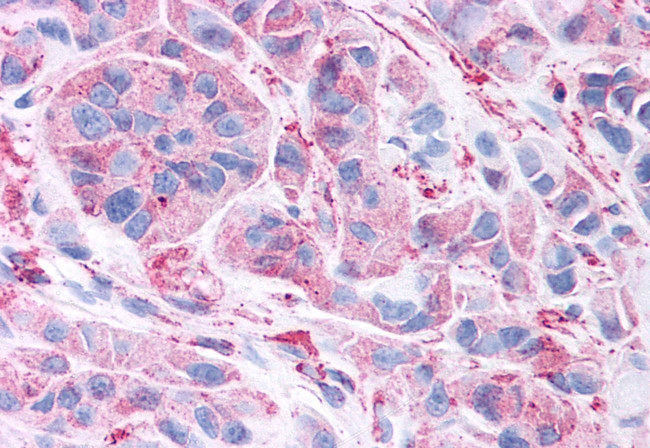 WNT5B Antibody in Immunohistochemistry (Paraffin) (IHC (P))