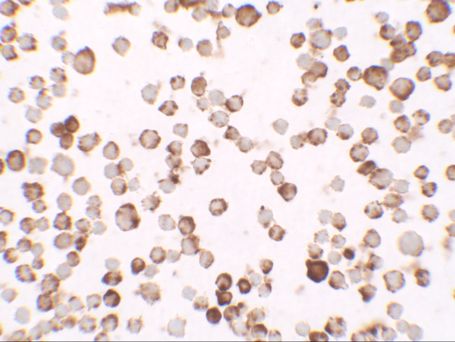 RNASET2 Antibody in Immunocytochemistry (ICC/IF)