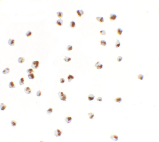 YPEL5 Antibody in Immunocytochemistry (ICC/IF)