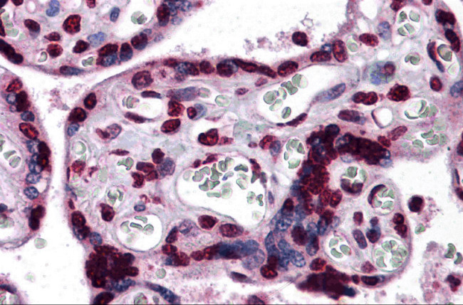 KPNA7 Antibody in Immunohistochemistry (IHC)