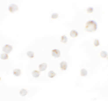 WDR5 Antibody in Immunocytochemistry (ICC/IF)