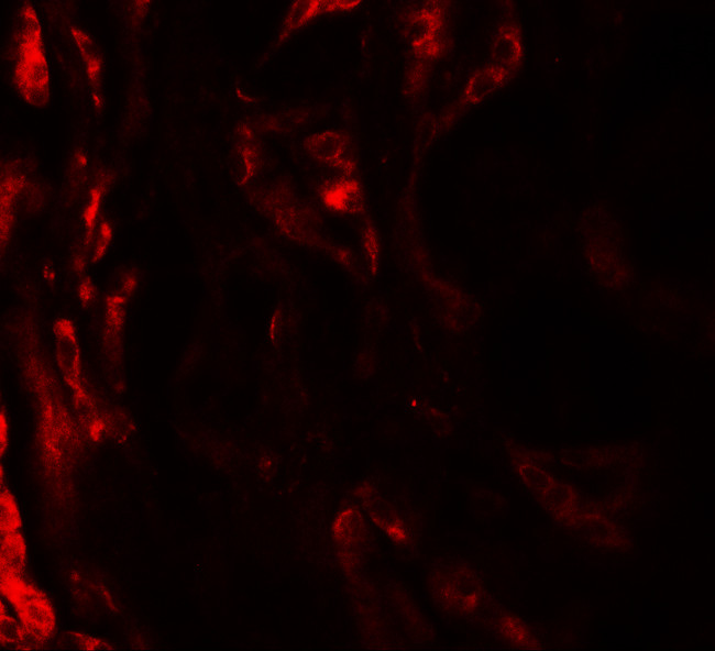 BCAR3 Antibody in Immunohistochemistry (IHC)