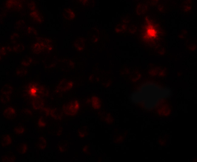 SGSM3 Antibody in Immunocytochemistry (ICC/IF)