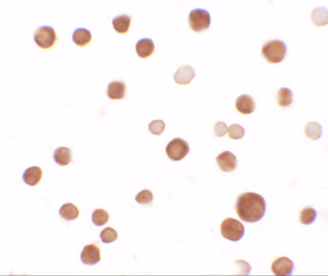 SAMSN1 Antibody in Immunocytochemistry (ICC/IF)