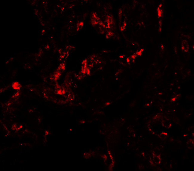 GDF1 Antibody in Immunohistochemistry (IHC)