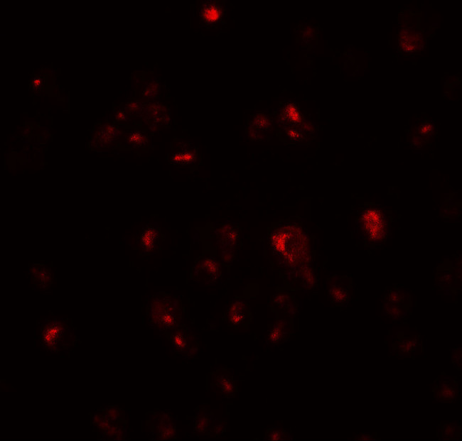 Cripto Antibody in Immunocytochemistry (ICC/IF)