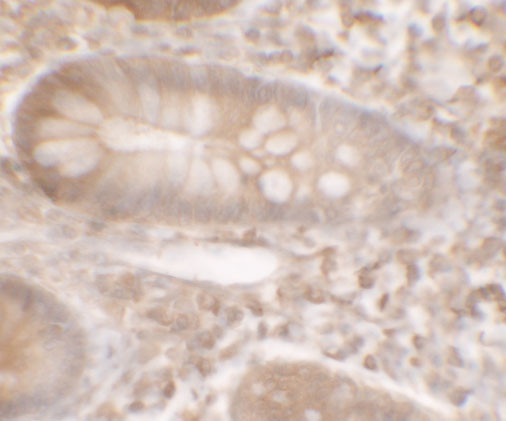 KREMEN1 Antibody in Immunohistochemistry (IHC)