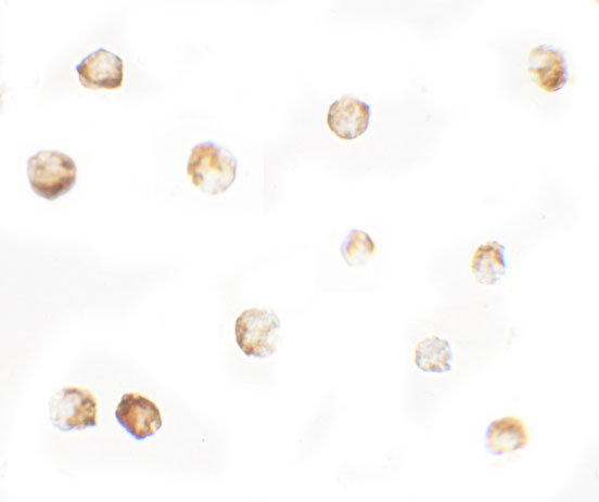 MTERFD1 Antibody in Immunocytochemistry (ICC/IF)