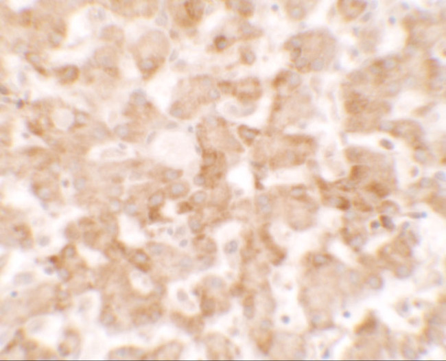 TMEM135 Antibody in Immunohistochemistry (IHC)