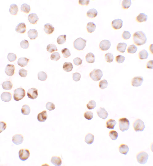 TIAF1 Antibody in Immunocytochemistry (ICC/IF)