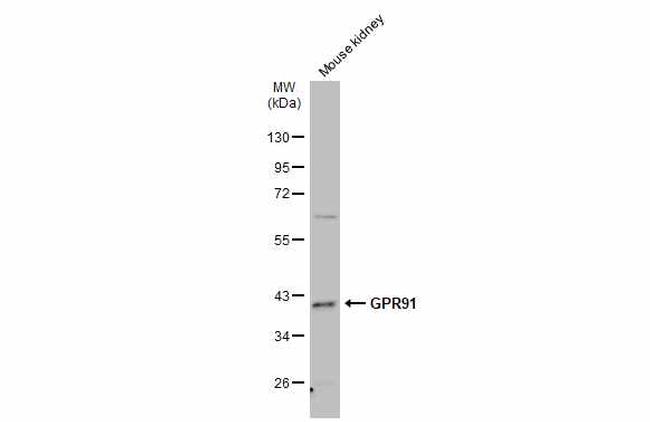 GPR91 Antibody in Western Blot (WB)