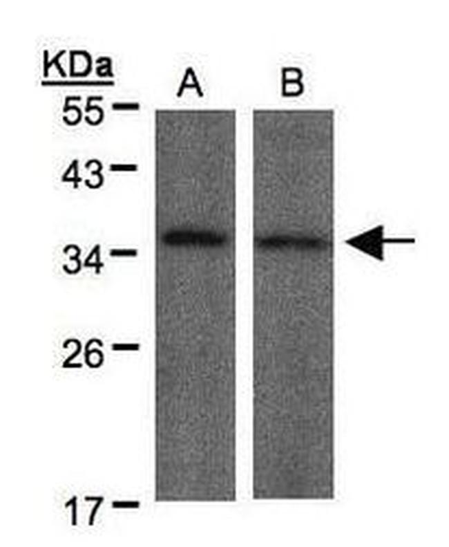 MYOD Antibody in Western Blot (WB)