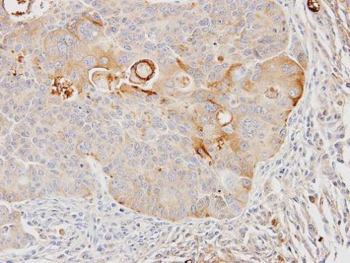 GSTA4 Antibody in Immunohistochemistry (Paraffin) (IHC (P))