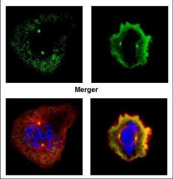 Aurora A Antibody in Immunocytochemistry (ICC/IF)