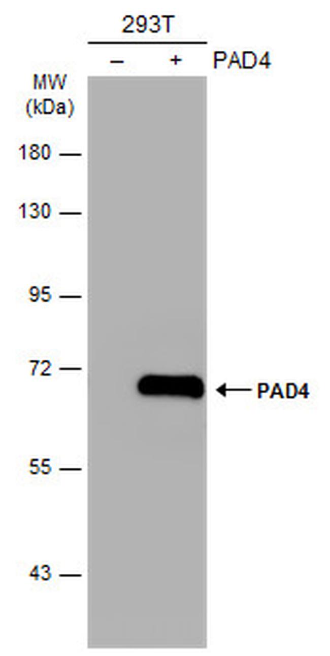 PADI4 Antibody in Western Blot (WB)
