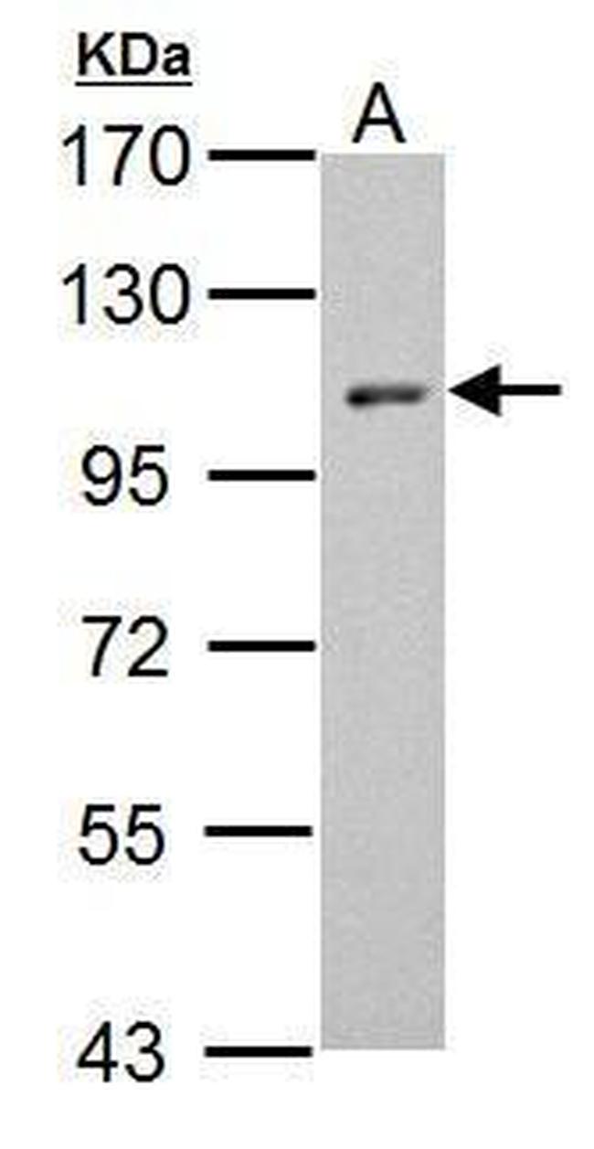 HEF1 Antibody in Western Blot (WB)