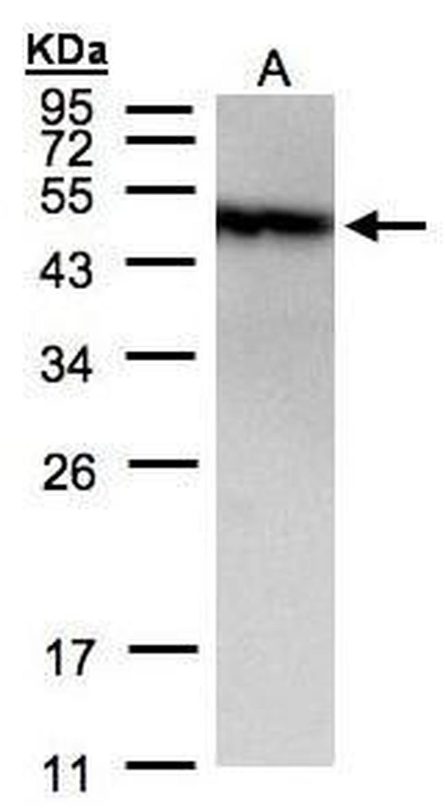PIST Antibody in Western Blot (WB)