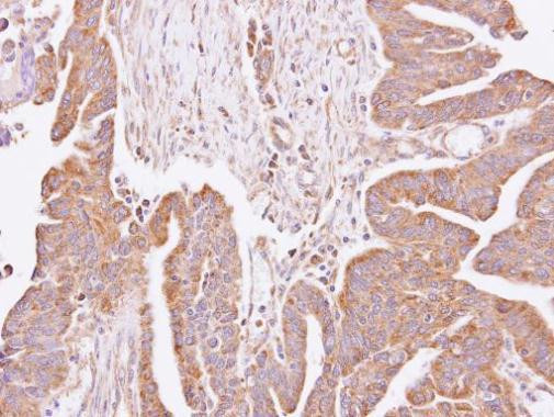 C4orf19 Antibody in Immunohistochemistry (Paraffin) (IHC (P))