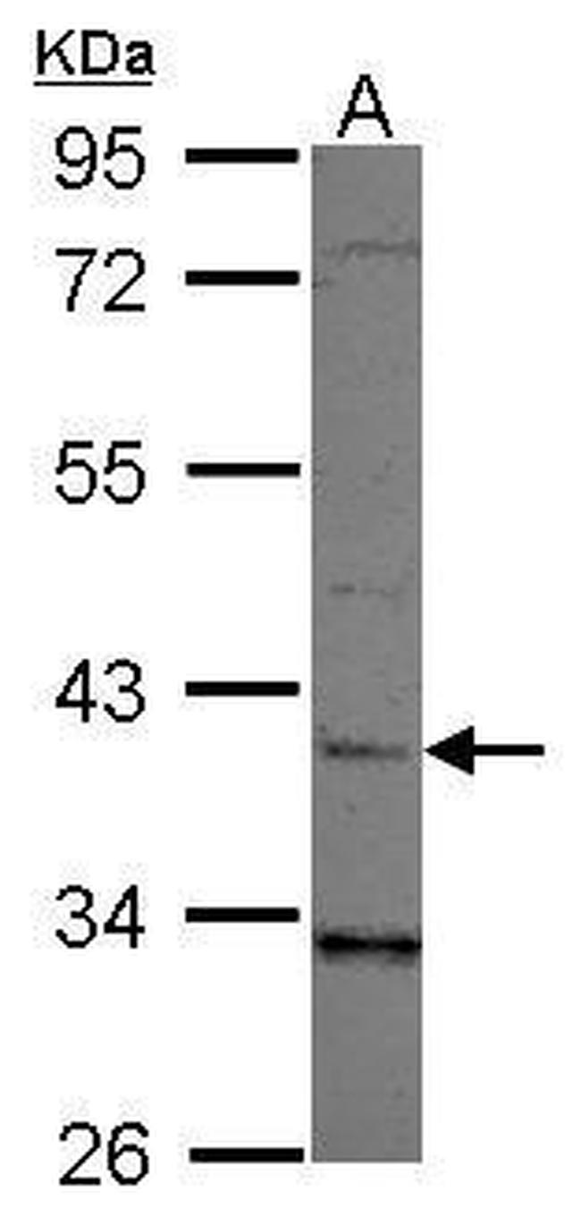 LRG1 Antibody in Western Blot (WB)