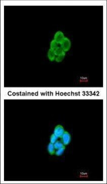 CMTM6 Antibody in Immunocytochemistry (ICC/IF)