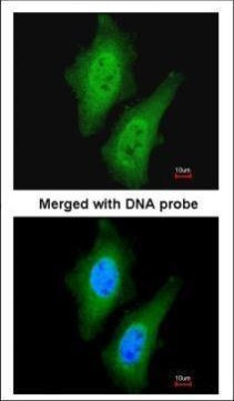 STKLD1 Antibody in Immunocytochemistry (ICC/IF)