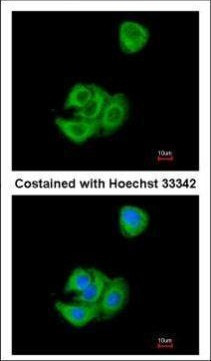 AGR3 Antibody in Immunocytochemistry (ICC/IF)