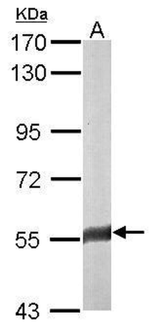 FAM126A Antibody in Western Blot (WB)