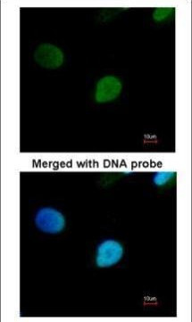 PRP19 Antibody in Immunocytochemistry (ICC/IF)