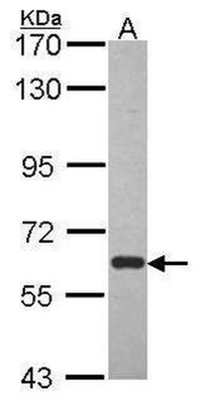 BMAL1 Antibody in Western Blot (WB)