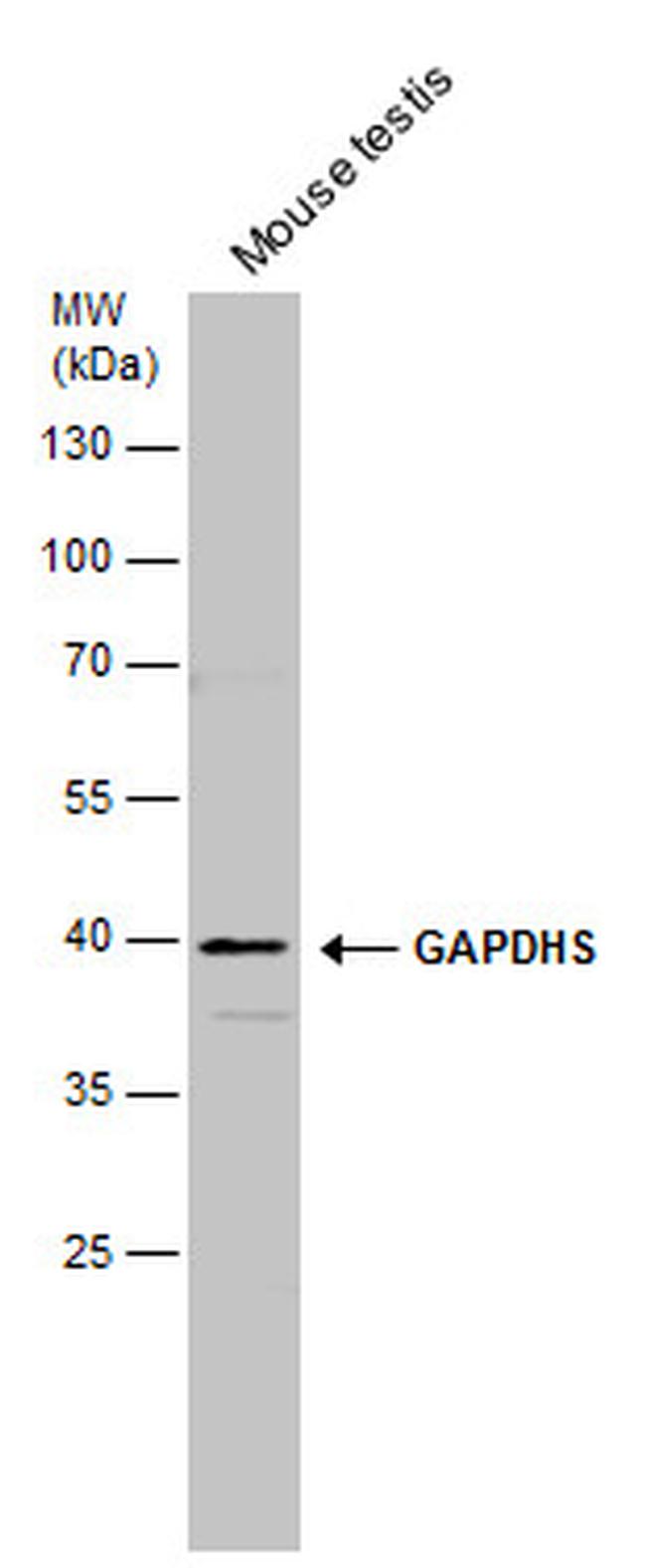 GAPDHS Antibody in Western Blot (WB)